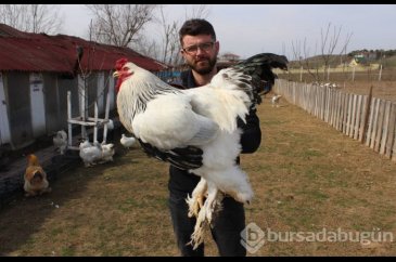 Hobi olarak başladı, 7 ülkeye yumurta gönderiyor
