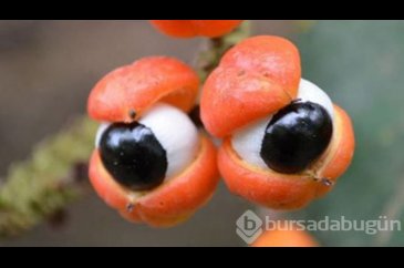 Zayıflamada en yeni yardımcımız guarana hakkında bilmeniz gereken 1...