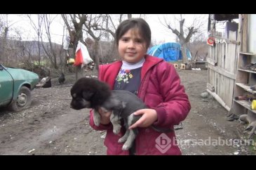 Aslan görünümlü köpek yavrusu
