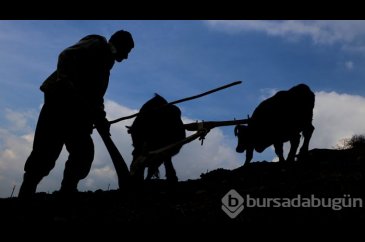 70'lik dede tarlasını kara saban ile sürüyor
