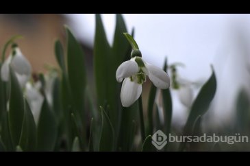 Dumlugöze'nin kardelenleri için yeni pazar aranıyor
