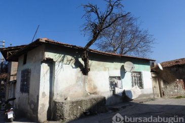 Yer: Çorum... Duvardan çıkan ağaç görenleri şaşırtıyor
