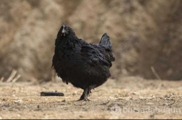 Eti, kemiği ve iç organlarına kadar her yeri siyah
