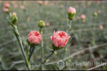 Çiçekçiler İngilizlerin Anneler Günü'ne hazırlanıyor

