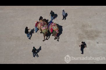 İzmir'de deve güreşi festivali
