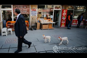 İkiz kuzulara "bebek gibi" bakıyor
