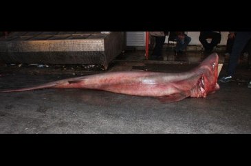 Mersin'de 4 metre uzunluğunda köpek balığı yakalandı
