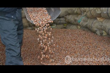 AK Partili milletvekili fındık üreticilerinin beklediği tarihi verdi
