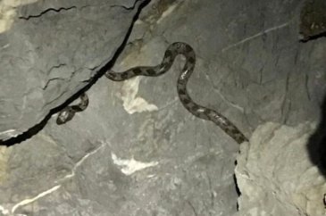 Yengeç arıyordu, bir anda karşısına kedi gözlü yılan çıktı!