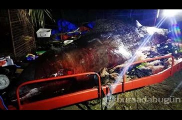 40 kg plastik yutan yavru balina dayanamadı
