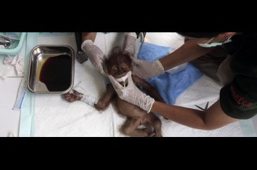 74 kez açılan ateşle kör olan anne orangutan tedaviye alındı
