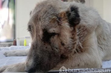 Röntgeni çekilince dehşet ortaya çıktı! İnsanların yüzüne bakamıyor
