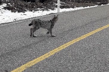 Nesli tükenmekte olan vaşak karayolunda görüldü