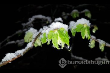 Don riskine karşı fındıklarını bahçelerde ateş yakarak koruyorlar
