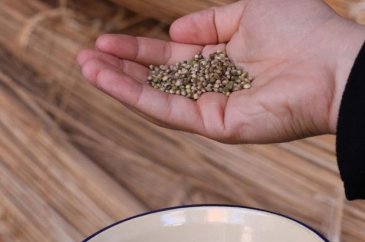 Kilo fiyatı 1000 liraya çıktı! Fabrika kurmak isteyenler bile oluyor
