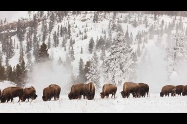 Yellowstone Milli Parkı'nda kış
