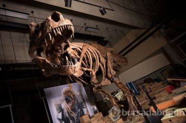 Dünyanın en büyük dinozor fosili bulundu!