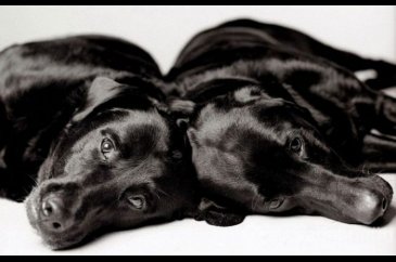 Köpekler nasıl yaşlanır büyüleyici ve oldukça dokunaklı bir fotoraf...