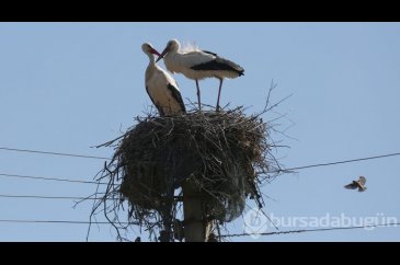 15 yıldır aynı direğe yuva yapıyorlar
