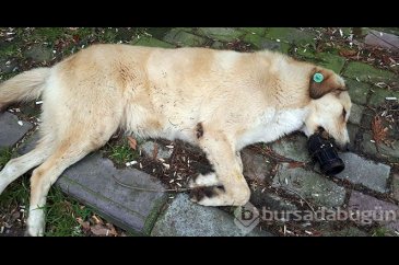 Afacan, ağzına sıkışan borudan böyle kurtarıldı
