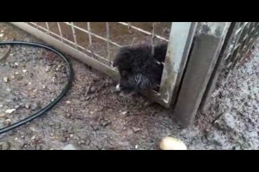 Kafası demir korkuluklara sıkışan yavru köpeği itfaiye kurtardı
