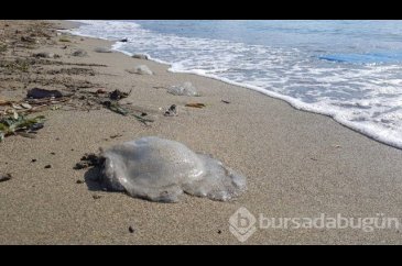 Ölü denizanaları sahile vurdu
