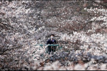 Tokyo'da sakura şöleni
