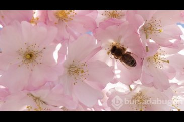 Doğanın lila rengiyle süslendiği "sakura" günleri
