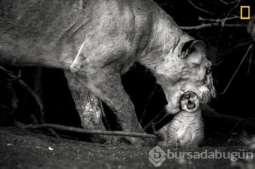 İncecik ip üzerinde ölüme meydan okudu! İşte National Geographic en...
