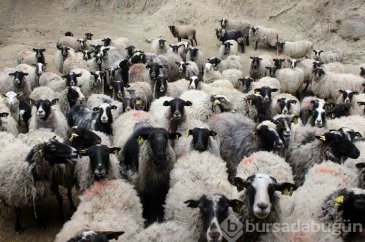 Sahip olanı zengin eden kuzular
