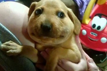 Arılar tarafından sokulan talihsiz köpekler
