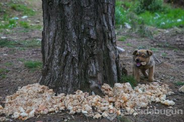  Sahipsiz 600 köpeğin bakımını yapıyorlar 