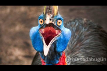 Cassowary kuşu gagasıyla şah damarını parçalıyor! İşte Cassowary ku...