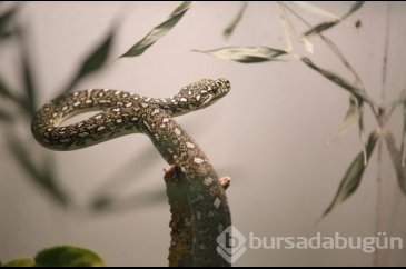 "En zehirli yılanlar" sergisi açıldı
