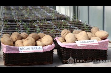 2 yerli patates çeşidi daha tescillendi
