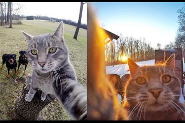 Selfie ustası 'Kedi Manny'
