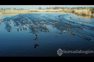 "Doğu'nun Çukurova'sı" kuşlarla cıvıl cıvıl
