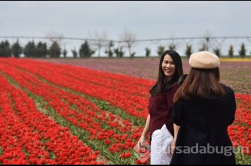 Konya'daki lale tarlasına turistler akın etti
