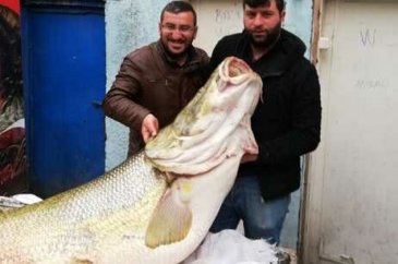 Çayda Yakalanan 120 Kilogramlık Balık Görenleri Şaşırttı