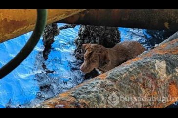 Tayland'da bir köpek kıyıdan 220 km açıkta kurtarıldı
