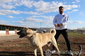  Taha Akgül: Minderin kangalıyım 