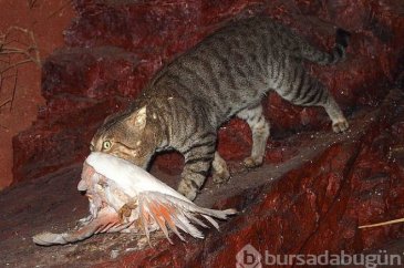 Havadan atılan zehirli sosislerle, 2 milyon kedi katledilecek!