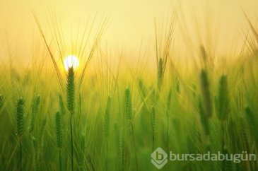60 bin TL maaşla çalışacak gezgin aranıyor
