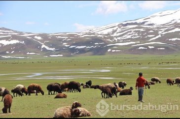 Karlıova'da hayvanlarla yaylaya göç etme geleneği sürüyor
