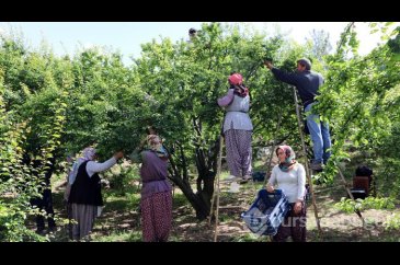 Göksu Vadisi'nin eriği Türkiye'ye dağıtılıyor
