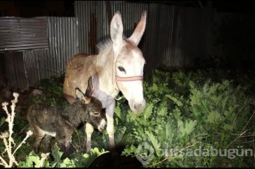 Sokakta oynarken eşeğin doğum yaptığını görünce...
