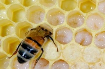 Ordu'da üretiliyor! Kilosu 20 bin lirayı bulabiliyor
