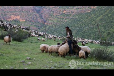 Göçerlerin zorlu yayla yolculuğu
