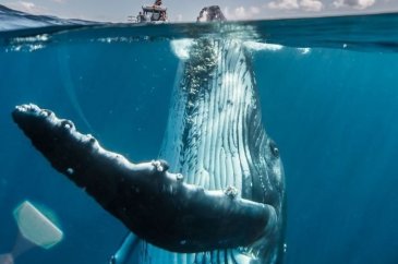 "2019 National Geographic Seyahat Fotoğraf Yarışması" finalistlerin...