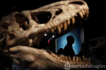 Tek yavru T-Rex fosili satışa çıktı!
